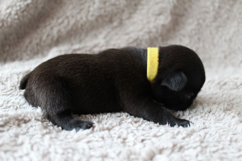 Les bébés de Jasmine